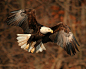 
Bald Eagle - Sunset Park

A Bald Eagle in search of food at Sunset Park in Rock Island, Il.