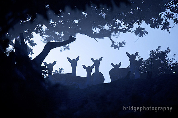 Mark Bridger的野生动物摄影作...