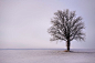 Snow, Winter, Tree, Quiet, Landscape