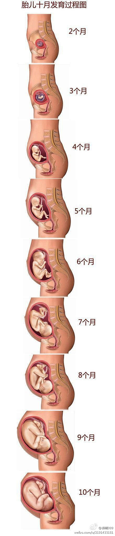 金蛇狂舞-jf胎儿十月怀胎过程图