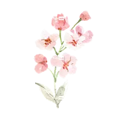 花朵 植物 水彩 盛开 开花 花的 粉红色的花朵 手绘 绘画