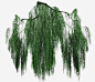 绿色柳条柳树装饰图案免抠素材 免费下载 页面网页 平面电商 创意素材 png素材