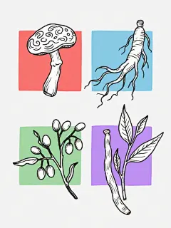 一组四个不同种类的手绘风格中药材插画，包含灵芝、人参、枸杞、黄芪，采用单色线条勾勒，分别以红色、蓝色、绿色和紫色填充，每个中药材都有独特的形态特征，如灵芝的云纹状菌盖与弯曲菌柄、人参的主根形态与须根细节、枸杞的圆润果实与枝条、黄芪的长条形叶片与茎秆纹理，整体风格保持一致的手绘质感和简约线条，排列成整齐的两行两列布局，背景为纯色且每个植物对应不同颜色的背景，整体设计具有统一的视觉风格和明确的信息层级，适合作为系列素材集合使用，线条流畅自然，带有手绘笔触的细腻纹理，色彩填充均匀且边缘清晰，画面干净整洁，无多余