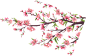 桃花树枝