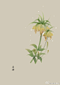 #365天生日花# 4月25日 贝母 (Fritillary) 
花语 : 威严
 