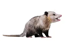 点击来源直接获取大图文件 |成年雄性弗吉尼亚负鼠（弗吉尼亚负鼠）或普通负鼠侧着脸张开嘴。牙齿可见。白色背景上孤立。