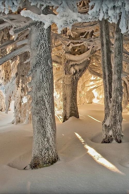 雪森林，派拉特，法国