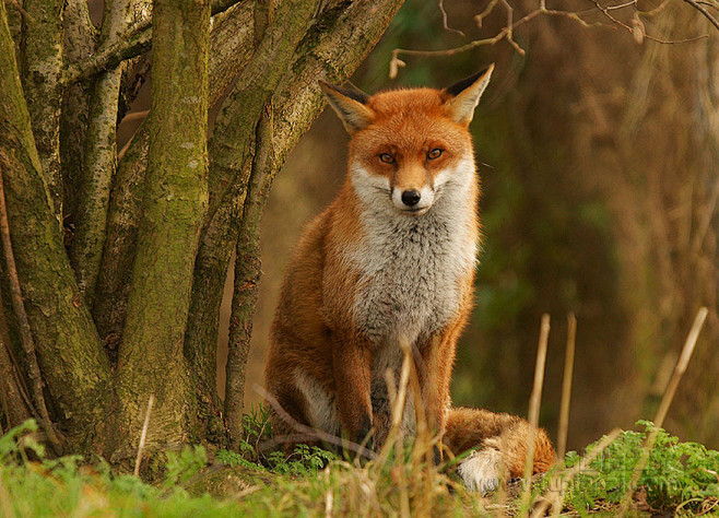 狐狸图片