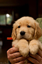 sup pup, my baby golden retriever