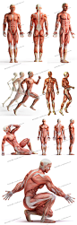 人体肌肉分布组织结构医院挂图医疗护理肌肉锻炼JPG图片设计素材-淘宝网