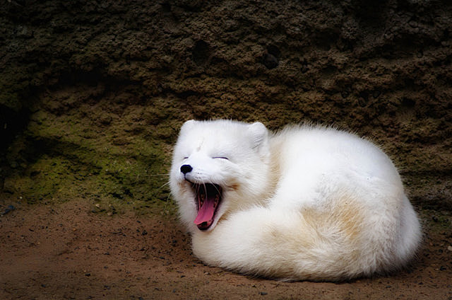 北极狐（Arctic Fox）