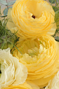 Ranunculus