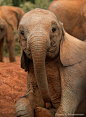 ~~Young Elephant by Karen R. Schuenemann~~ | Amazing ✈ World