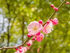 春花系列:梅花春花