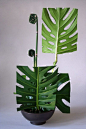 Ikebana leaf manipulation..Keith Stanley: 