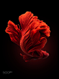 Red siamese fighting fish, betta fish isolated on black backgrou