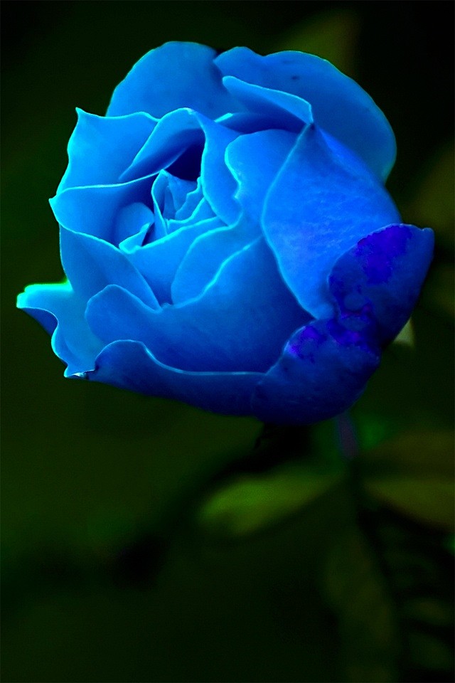 Blue Rose