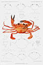 甲壳图鉴●蟹
