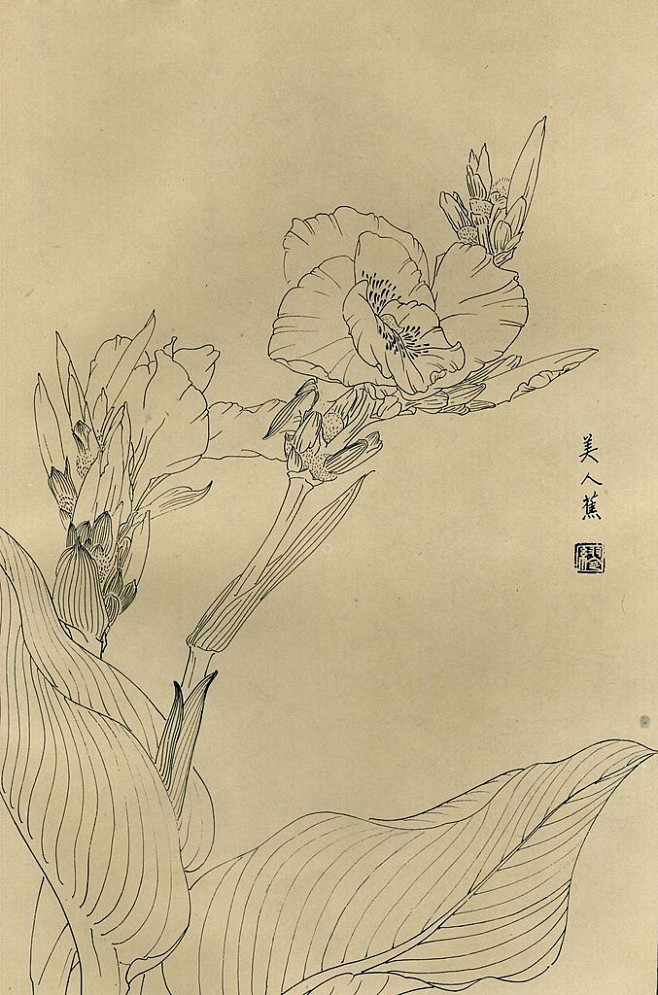 白描花鸟图美人蕉