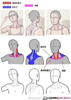 本暮•舍采集到躯干结构图解