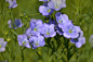 Flax flowers