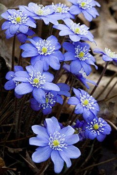 qingsan采集到花卉