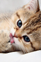 :甜可爱的小猫
