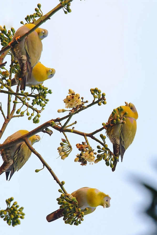 鸽形目·鸽鸠科·绿鸠属:黄脚绿鸠