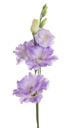 朱小君是个话痨采集到花花世界