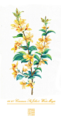 #365 Days Birthday Flowers#06.27 生日花：小连翘（Common StiJohn”s Wort）