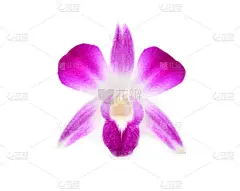 美丽的兰花孤立