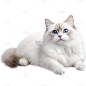 通用-写实长毛猫贴纸 动物系列