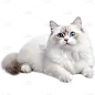 通用-写实长毛猫贴纸 动物系列