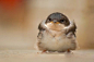 愤怒的小鸟#奇闻趣事##动物##小鸟#