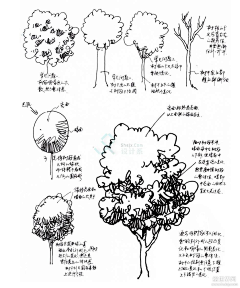 溪茈采集到手绘 花艺