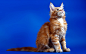 General 2560x1600 animals happy