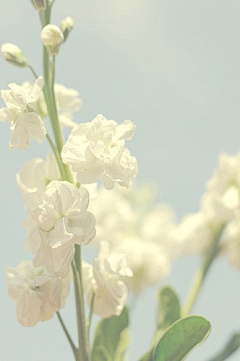 單角is佇立采集到那些花儿
