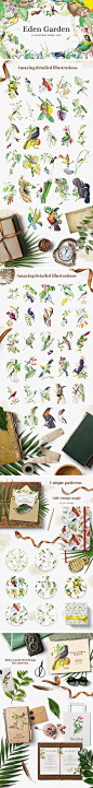 花园动物植物手绘插图,花园,动物,植物,手绘,插图,伊甸园,鸟类,蜂鸟,巨嘴鸟,金莺,PNG格式,177MB