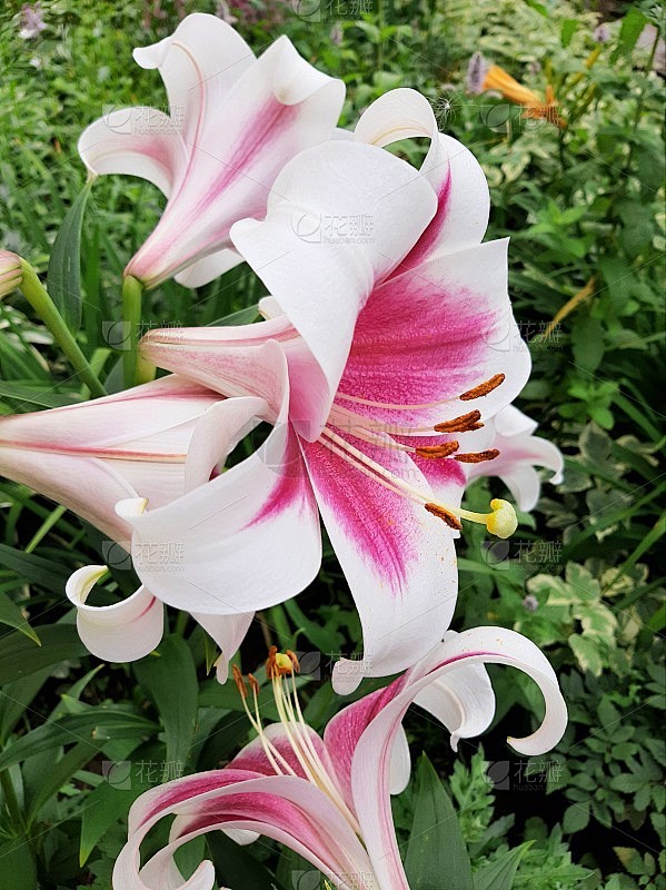莉莉花