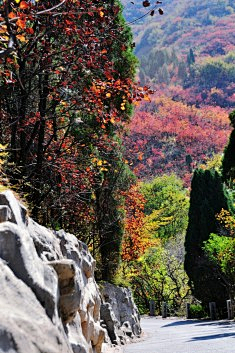 冰糖水蜜桃采集到说走就走的旅行