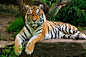 Sibirischer Tiger, Amurtiger, Siberian tiger (Panthera tigris altaica)