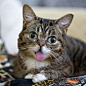 吐舌头的小猫 Lil Bub