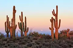 Group of saguaro cacti at sunrise