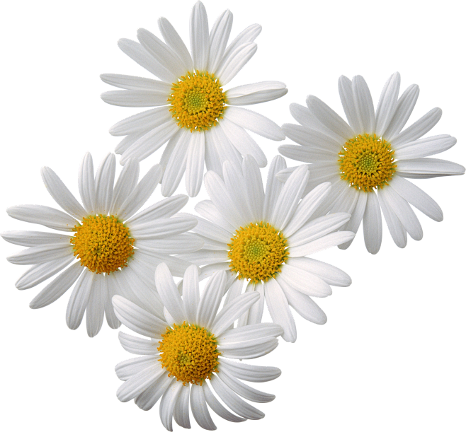 鲜花PNG