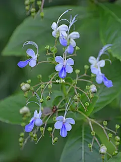 蓝蝴蝶 马鞭草科，三节对属 主要分布于非洲乌干达 蓝蝴蝶可以在每年的春夏秋冬四季进行开花  蓝蝴蝶 马鞭草科，三节对属   主要分布于非洲乌