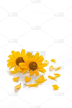 花束,黄色,雏菊,垂直画幅,美,贺卡,夏天,干净,开花时间间隔,明亮