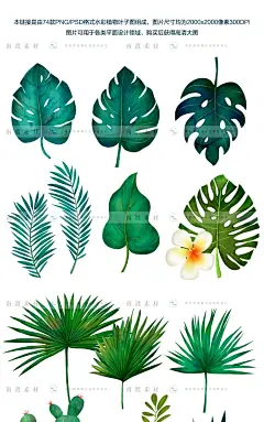 ins风水彩手绘绿植叶子热带植物PS海报模板PNG免抠图平面设计素材
