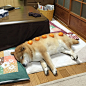  #喵星人#