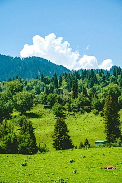 落花思语采集到绿植背景