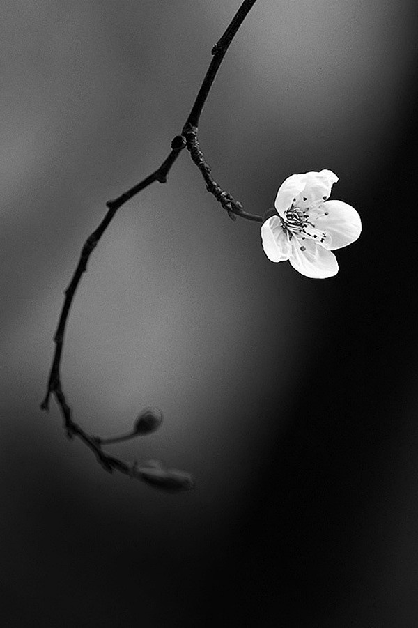 ​今天还在微笑的花朵——明天便会凋零.....